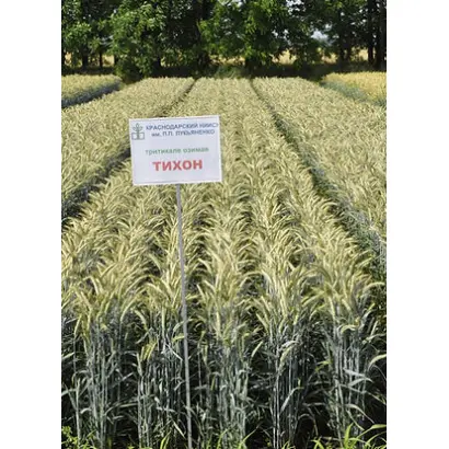 ТИХОН