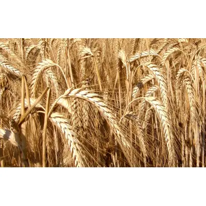 БАШКИРСКАЯ 3