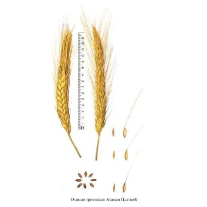 АТАМАН ПЛАТОВ