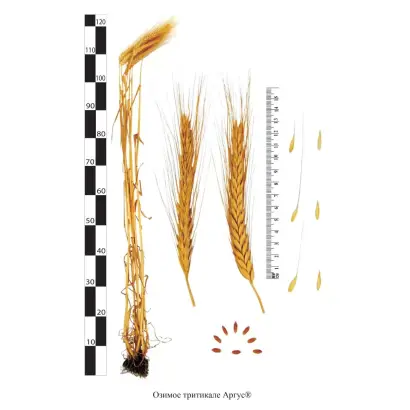 ТЮМЕНСКАЯ ЗЕРНОКОРМОВАЯ