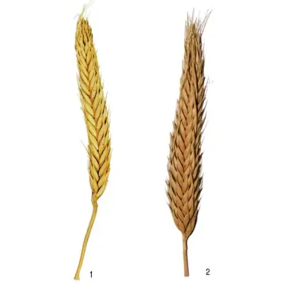 БАШКИРСКАЯ КОРОТКОСТЕБЕЛЬНАЯ