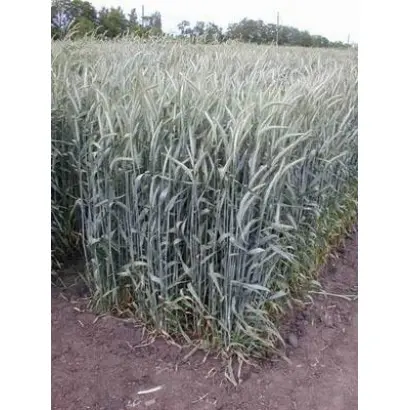 АЛТАЙСКАЯ 4