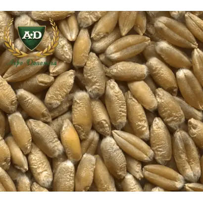 СОНЦЕДАР ХАРЬКОВСКИЙ