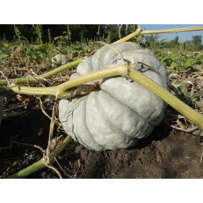 СТОЛОВАЯ ЗИМНЯЯ А 5