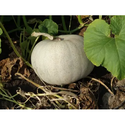 ПРИКОРНЕВАЯ