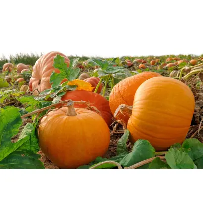 ДОНСКАЯ СЛАДКАЯ