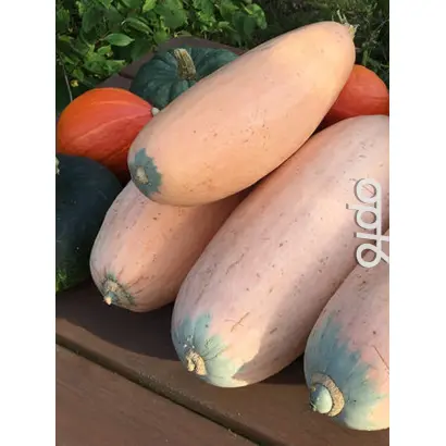 РОЗОВЫЙ ПОРОСЁНОК