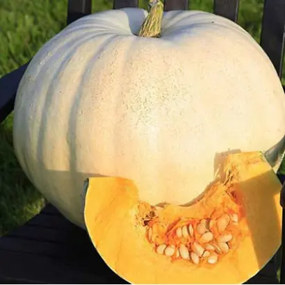 САХАРНАЯ ГОЛОВА