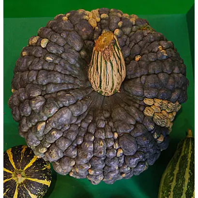 ЦАРЕВНА-ЛЯГУШКА