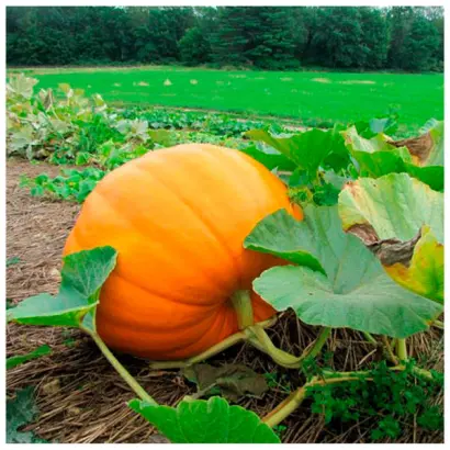 РОДНОЙ КРАЙ