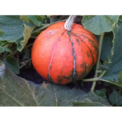 СПАСИТЕЛЬНИЦА