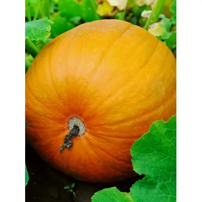 МАРСЕЛЬЕЗА