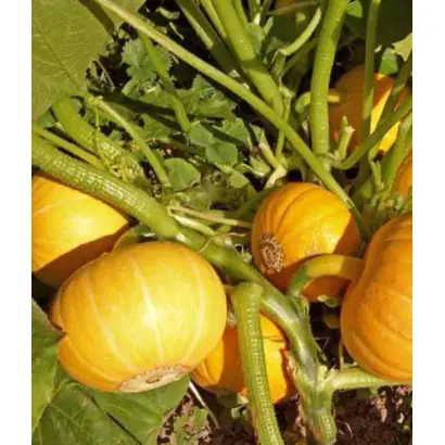 КУСТОВАЯ ЗОЛОТАЯ