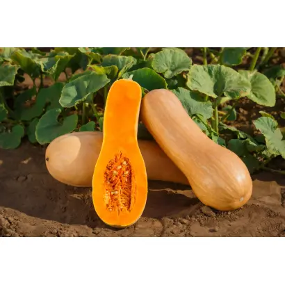 БЫКОВЧАНКА