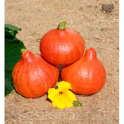 СИБИРСКАЯ МАЛЫШКА