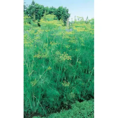 ГРИБОВСКИЙ