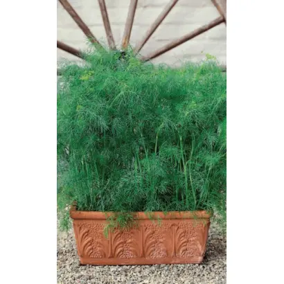 ЗЕЛЕНАЯ ЁЛОЧКА