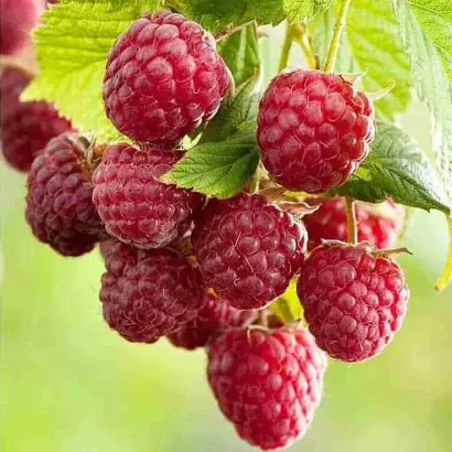 КАЛИНИНГРАДСКАЯ