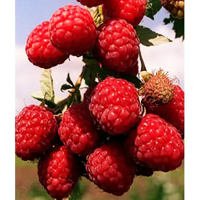 ЧЕЛЯБИНСКАЯ КРУПНОПЛОДНАЯ