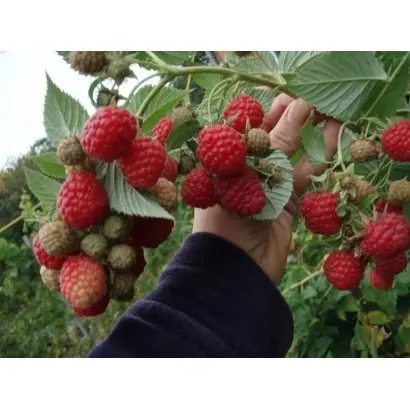 БАРНАУЛЬСКАЯ