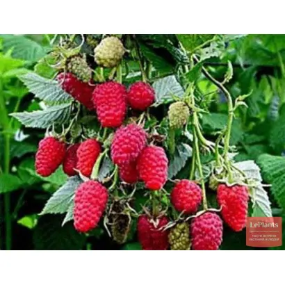 ТЕНЬКОВСКАЯ РАННЯЯ