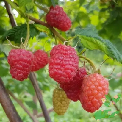 КОРАЛЛОВАЯ