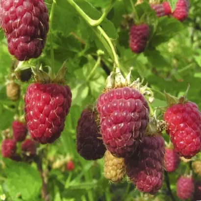 РАННИЙ СЮРПРИЗ