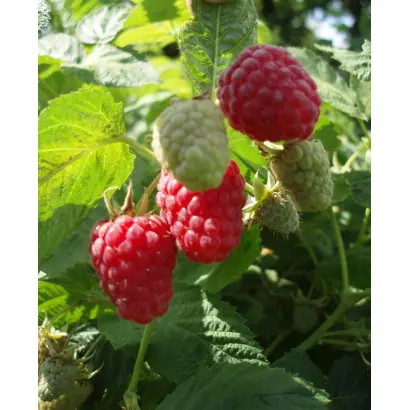 СЕЛЬСЕБИЛЬ