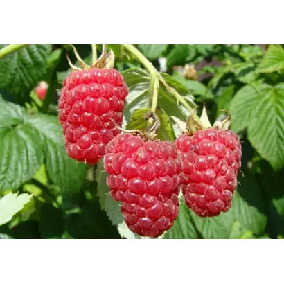 КРАСНЫЙ ДОЖДЬ