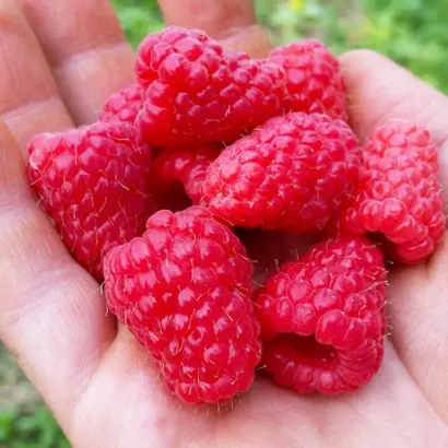 ЛАЗАРЕВСКАЯ