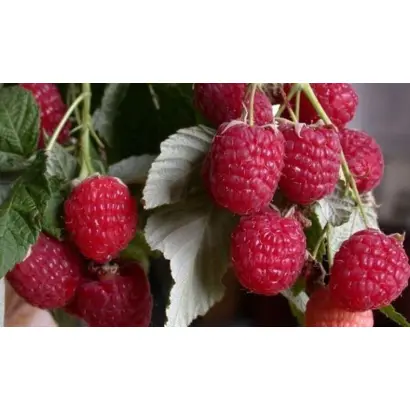 КАСКАД БРЯНСКИЙ