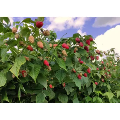 ИВАН КУПАЛА