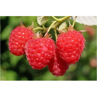 САМАРСКАЯ ПЛОТНАЯ