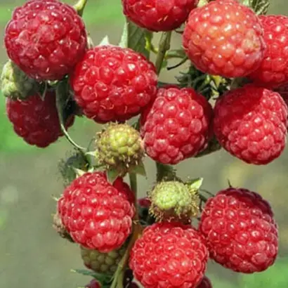 ЗОРЕНЬКА АЛТАЯ