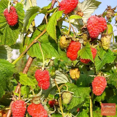 ЮБИЛЕЙНАЯ КУЛИКОВА