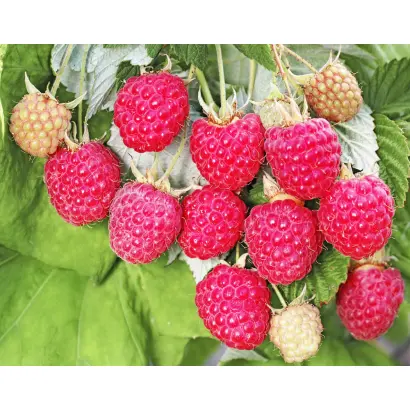 БРИГАНТИНА