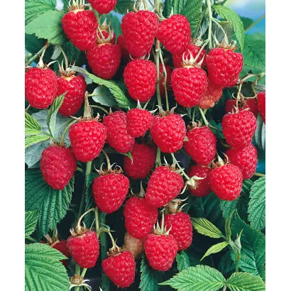 КОЛОКОЛЬЧИК