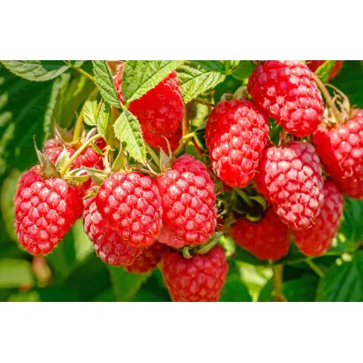 КОНЁК-ГОРБУНОК