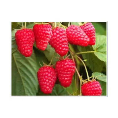 МЕДВЕЖОНОК