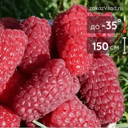 ПОХВАЛИНКА