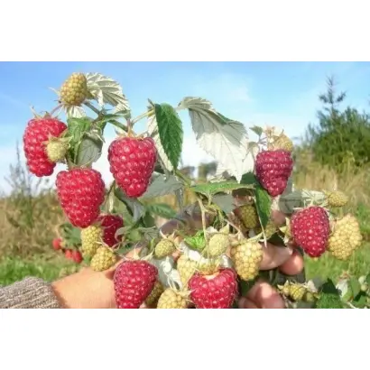 ПОДАРОК КАШИНУ