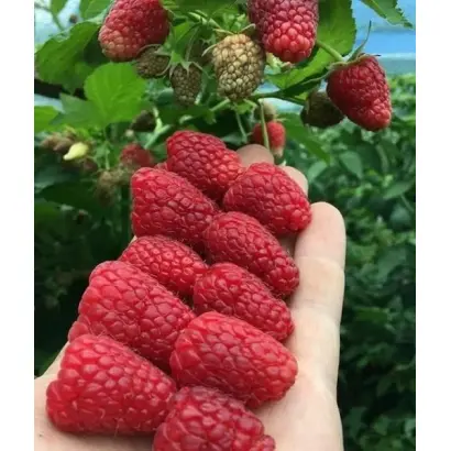 НИЖЕГОРОДЕЦ