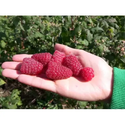 БРЯНСКОЕ ДИВО