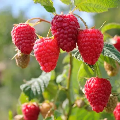 ЛЮБЕТОВСКАЯ