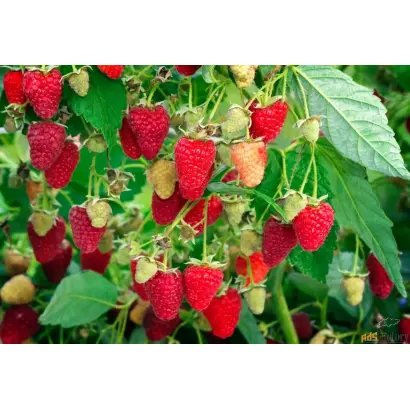 РУБИНОВОЕ ОЖЕРЕЛЬЕ