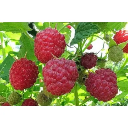 СТУДЕНЧЕСКАЯ