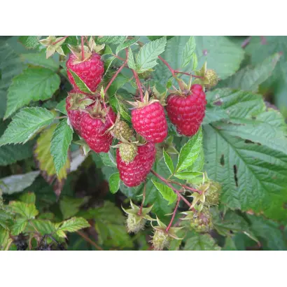 БРИЛЛИАНТОВАЯ