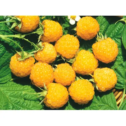 ЖЕЛТЫЙ ГИГАНТ