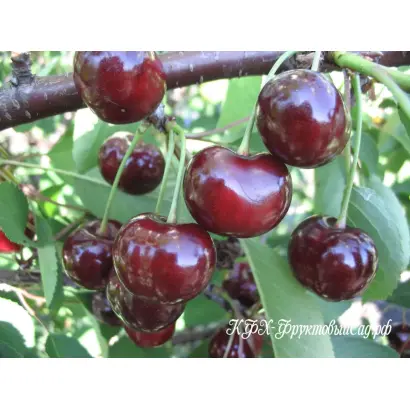 ПОДБЕЛЬСКАЯ