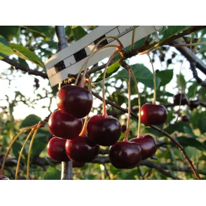 ШЕЛАНГОВСКАЯ